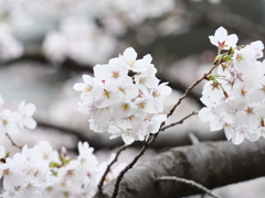 近所の散歩　桜　スナップ写真　Ⅰ
