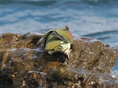 また、海水を飲む いそべぇ（アオバト）
