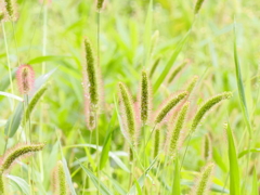 庭は草ぼうぼう、でも偶には雑草もいいですね。