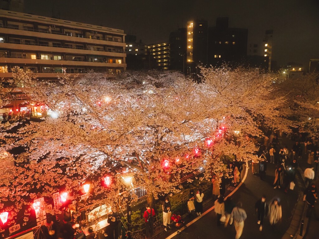 目黒川の夜桜　Ⅰ
