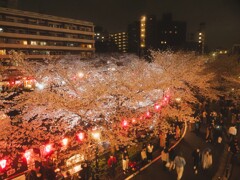 目黒川の夜桜　Ⅰ