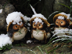 我が家のタヌキさん達