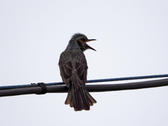 涼しくなって帰って来てくれた野鳥さん達　やあ皆～元気だった～！