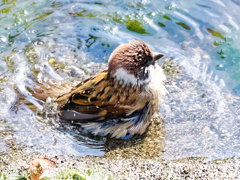 雀ちゃんの水浴び　ピチピチ ♪  ⑤　雀ちゃん疲れない～？
