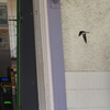 大磯駅構内の我が子へ急ぐツバメちゃん　④