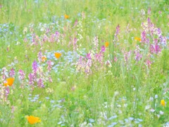春の野花