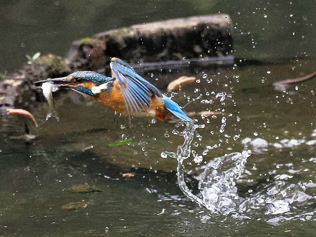 カワちゃんお魚ゲット離水から飛翔までⅦ
