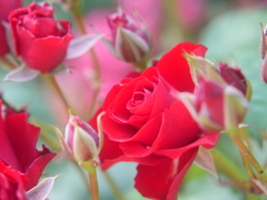 イングリッシュガーデンの赤いバラ