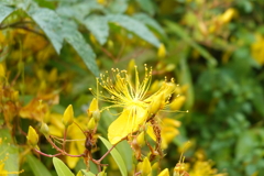 終花