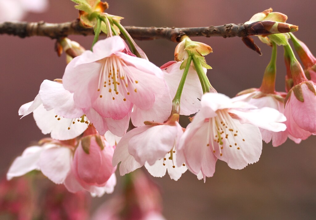 一足早く春のおとづれ　　桜