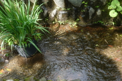 せせらぎに誘われて（深大寺）