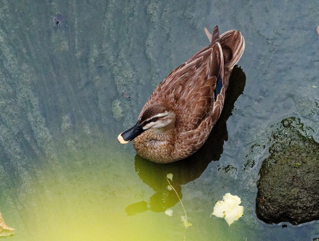 鴨ちゃんがガーガー鳴いて仲間を呼んでいる。