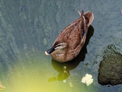 鴨ちゃんがガーガー鳴いて仲間を呼んでいる。