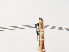 今朝の鳩