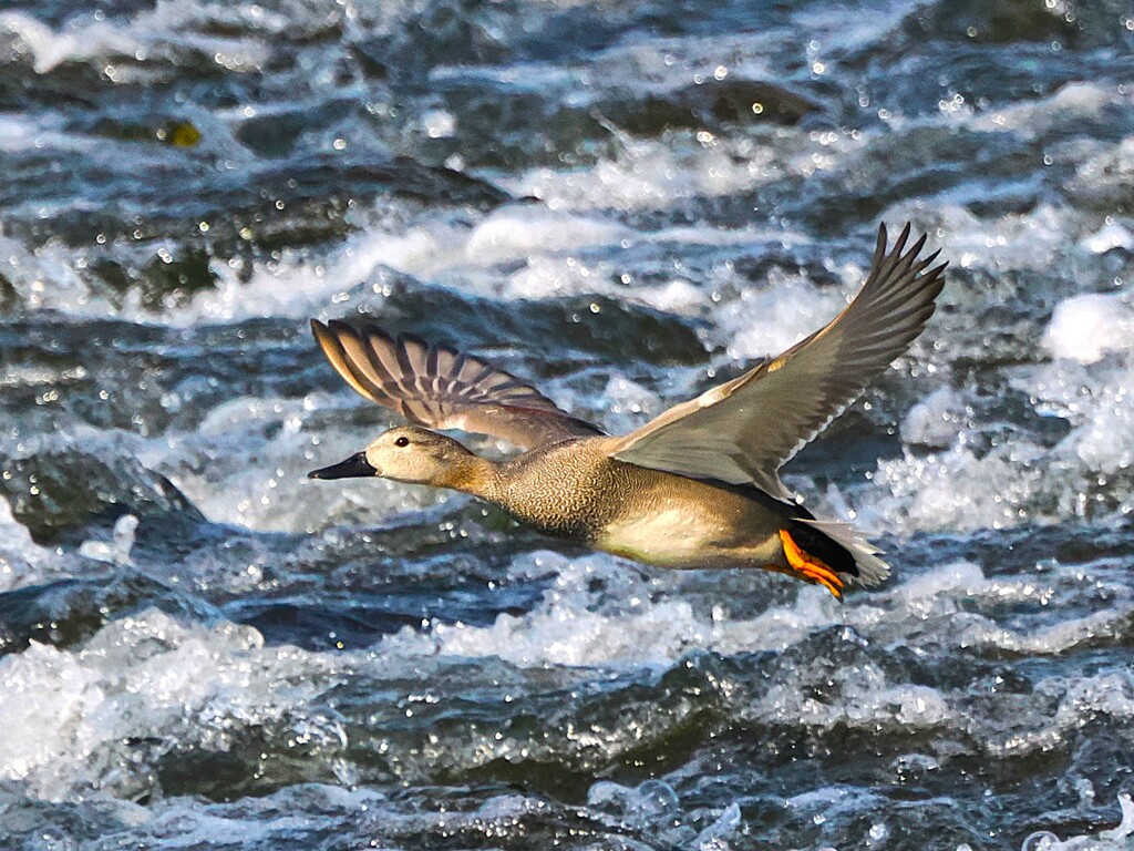 オカヨシガモの飛翔