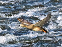 オカヨシガモの飛翔
