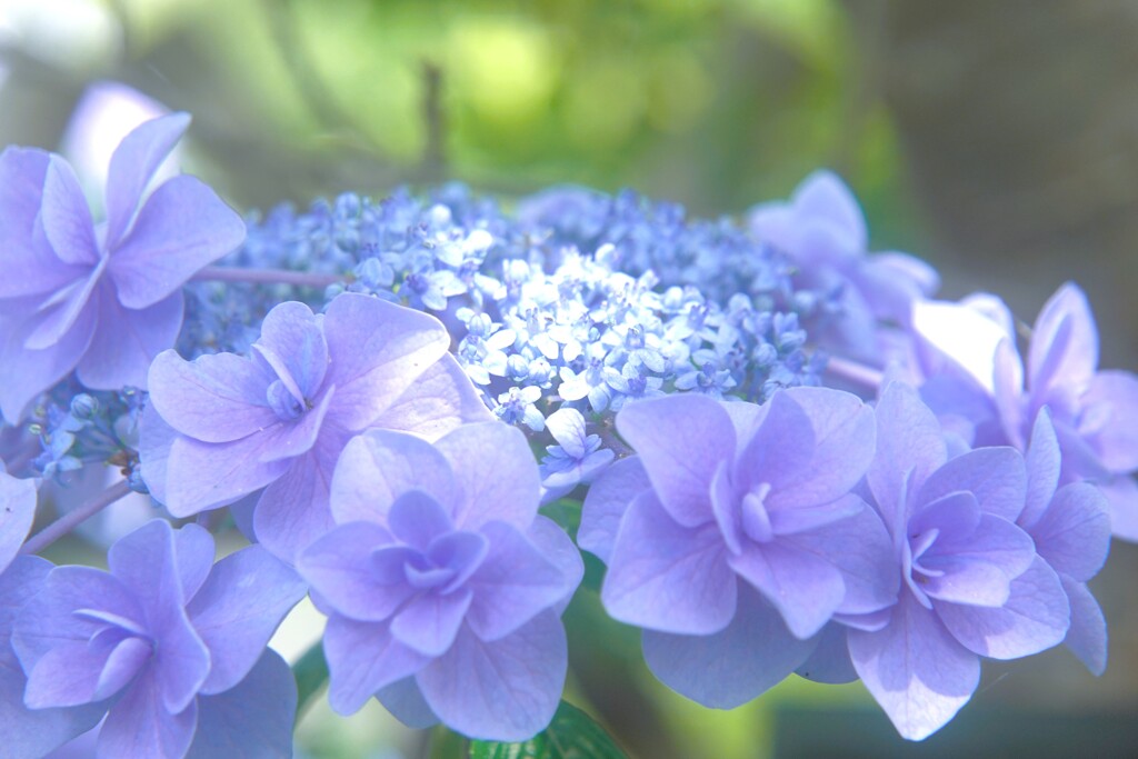 紫陽花に木漏れ日が（二子玉川公園より）