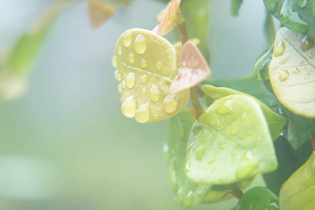 雨上がりの雫