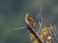 高遠城址公園で囀るホオジロさん