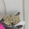 千里中央駅の人気もの　可愛いな。 　　エサー！(燕ちゃん)