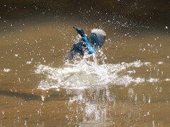 幼鳥カワちゃんの水遊び、離水　Ⅱ