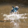 幼鳥カワちゃんの水遊び、離水　Ⅱ