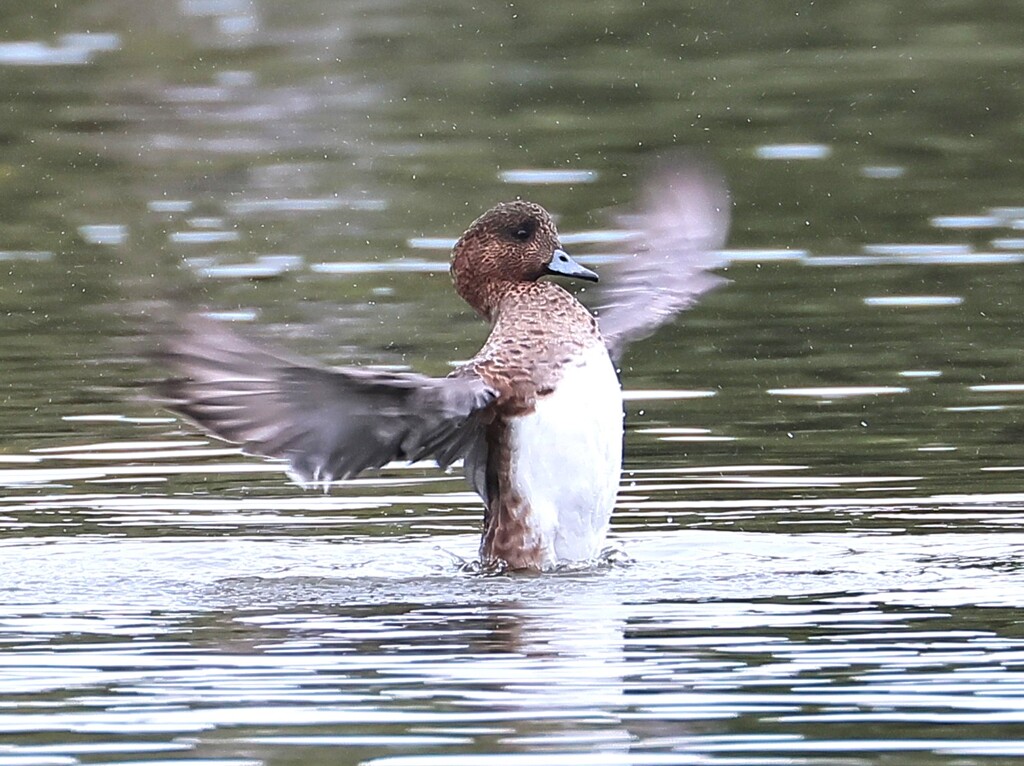 アメリカヒドリちゃん、まるで応援団のよう。ドジャーズを応援しています。
