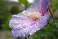 雨を喜んでいるような芙蓉