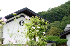 蔵とコスモス