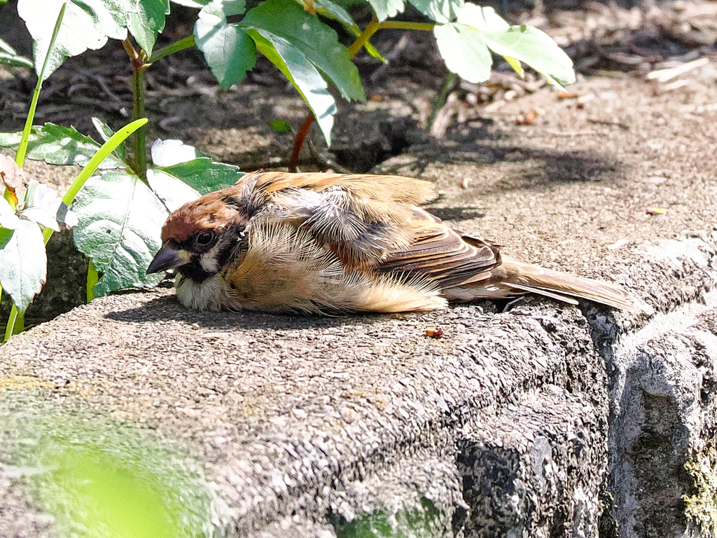 雀ちゃん、ぐたーっとしてどうしたの？　　水浴びしすぎて疲れたの～