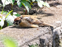 雀ちゃん、ぐたーっとしてどうしたの？　　水浴びしすぎて疲れたの～