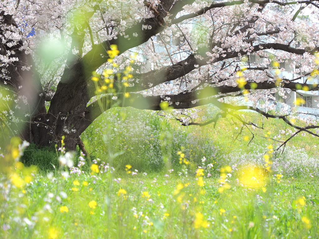 二子玉川土手の桜