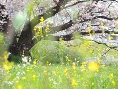 二子玉川土手の桜