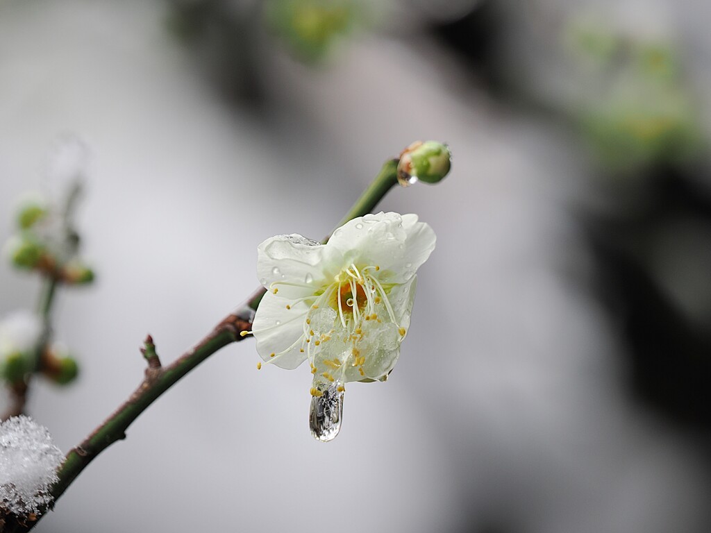 白梅の花びらに凍った雫が・・・