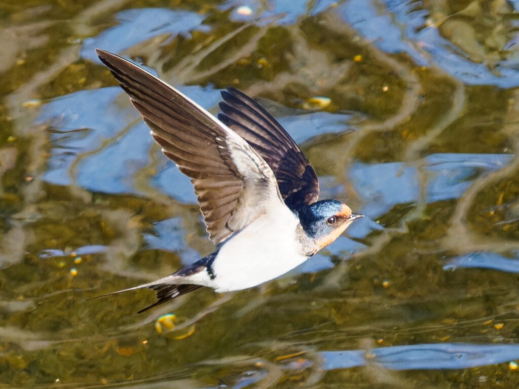 ツバメちゃんの飛翔　①