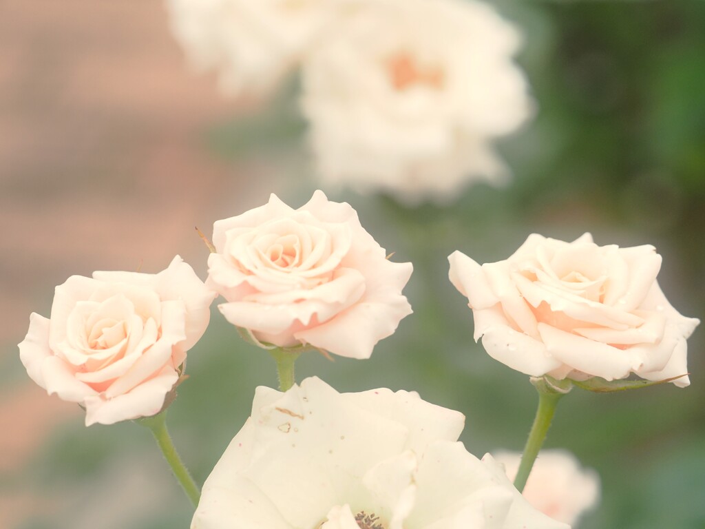 神代植物園　秋薔薇フェスタ　　素敵な三姉妹