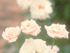 神代植物園　秋薔薇フェスタ　　素敵な三姉妹