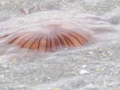海に漂うアカクラゲ　生きているのかな～？