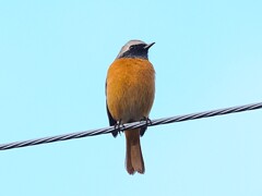 また会ったジョウビタキ♂　高遠城址公園付近