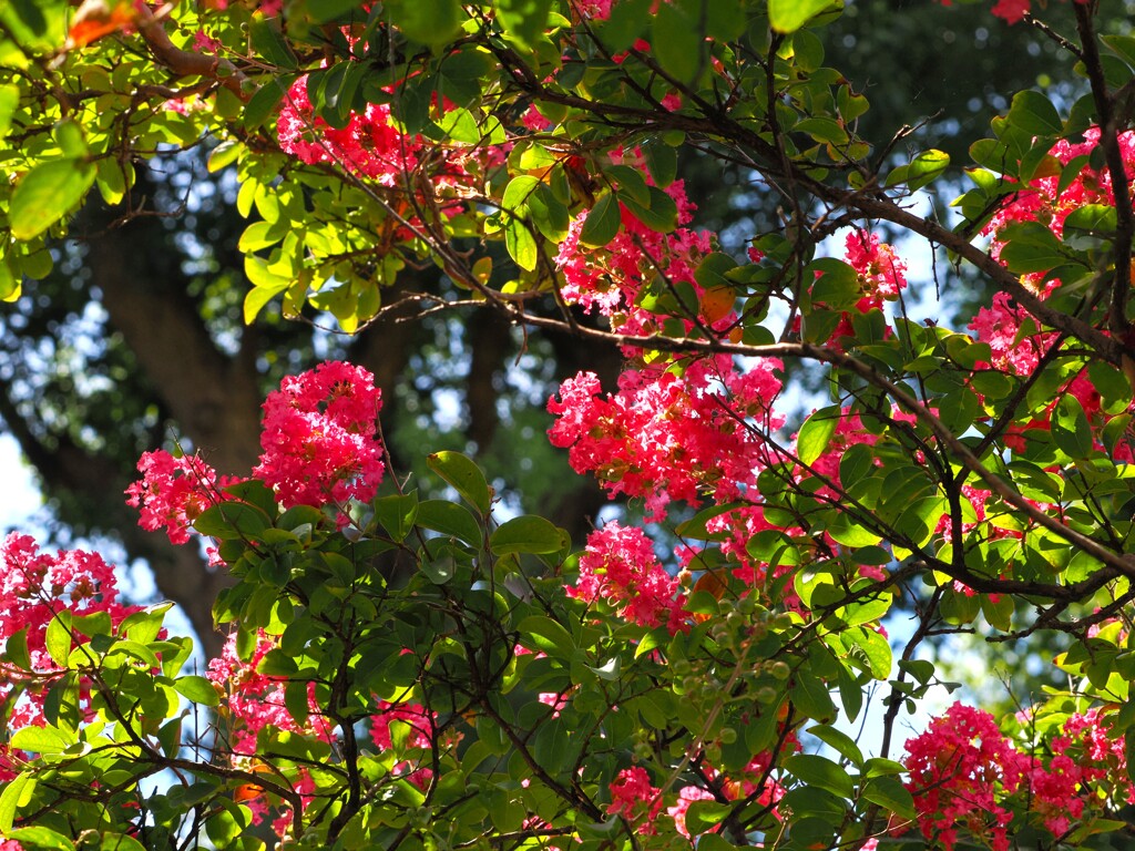 ほんのりと秋を思わせる百日紅