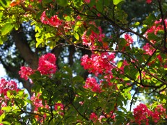 ほんのりと秋を思わせる百日紅