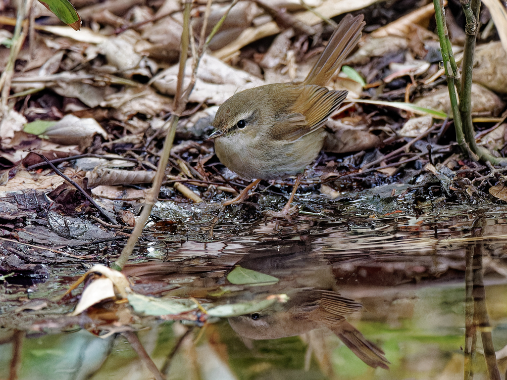 おやおや、また水辺にいたの？