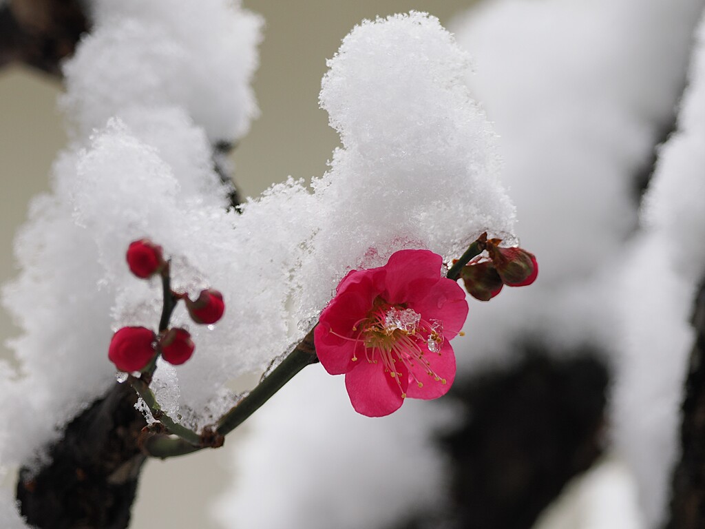 今日の紅梅　綺麗な花に冷たい雪が、チョット可哀想でした。
