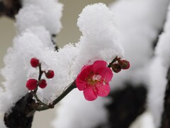 今日の紅梅　綺麗な花に冷たい雪が、チョット可哀想でした。