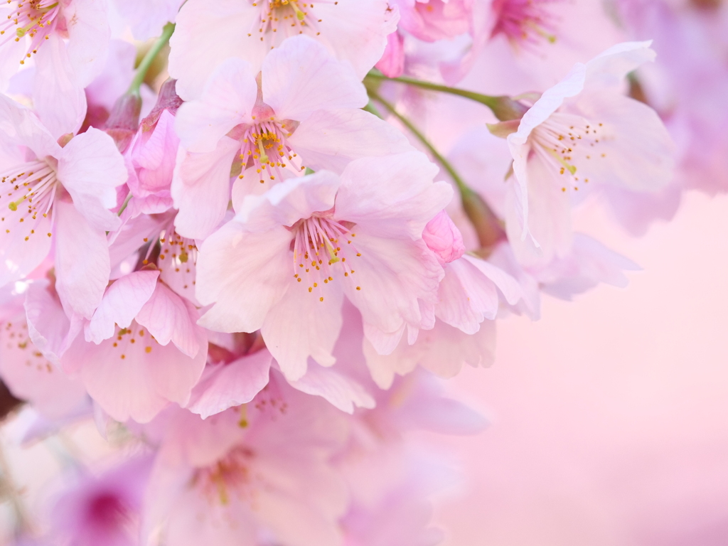 やっぱりかわいいピンクの桜が好き