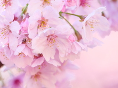 やっぱりかわいいピンクの桜が好き
