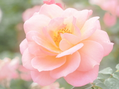 神代植物園　秋薔薇フェスタ  　　エレガントな美しさ