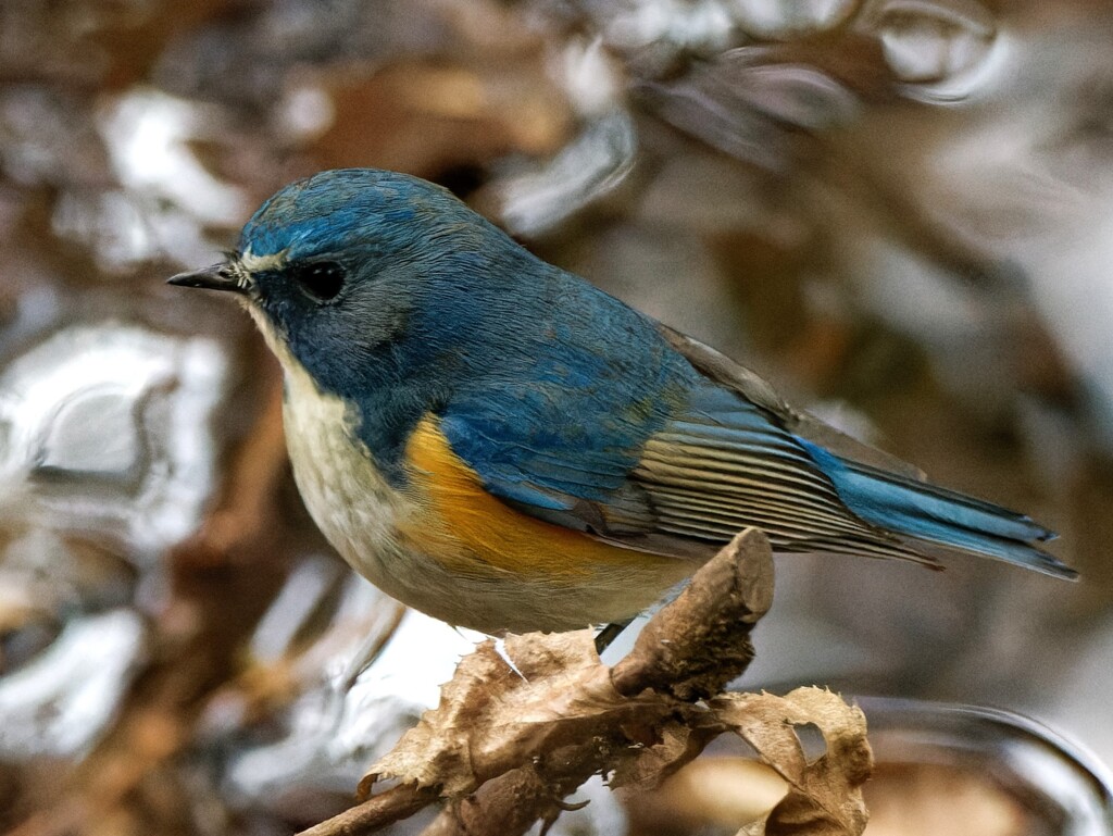幸せの青い鳥。ルリ君皆を幸せにしてね。　努力しないとルリ君知らないよ！