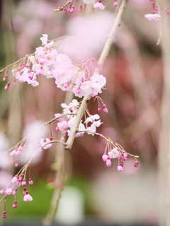 近所の散歩　桜　スナップ写真　Ⅵ