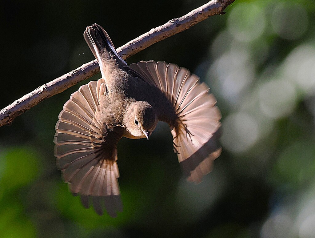 ニシオジロビタキ♀の飛び出し